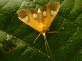 Ulopeza flavicepsalis